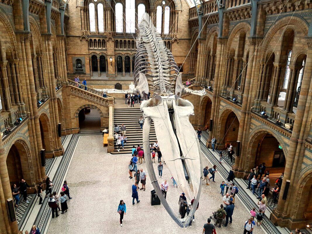 london-natural-history-museum-whale2