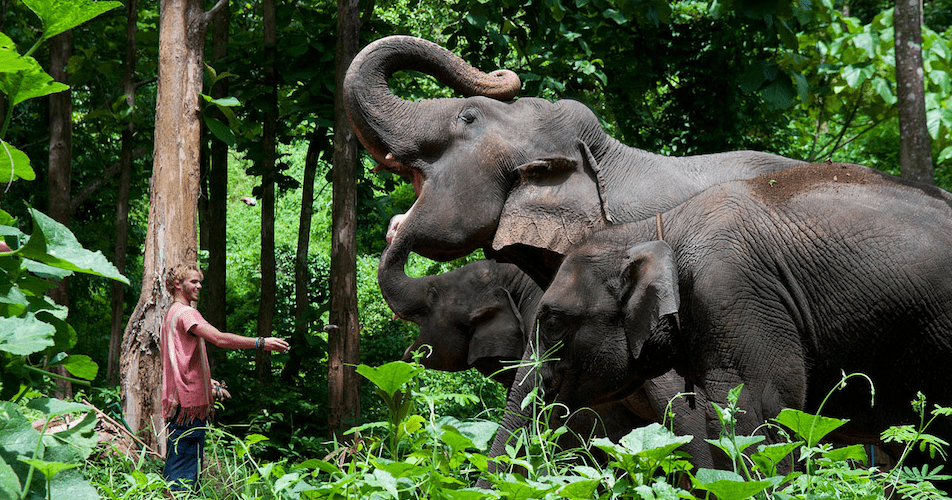 950-chiang-mai-elephants-feed-man