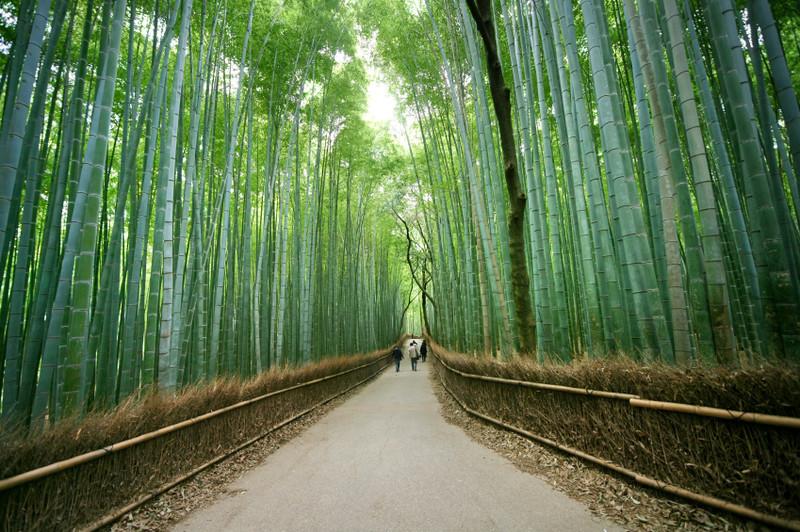 arashiyama-bamboo-grove-M
